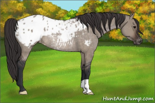 Horse Color:Brown Roan Dun Blanket Rabicano