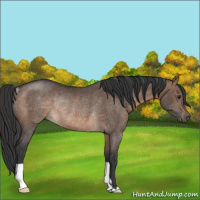 Horse Color:Brown Dun Rabicano 