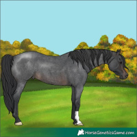 Horse Color:Brown Roan 
