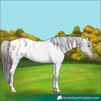 Horse Color:Brown Roan Appaloosa Rabicano 