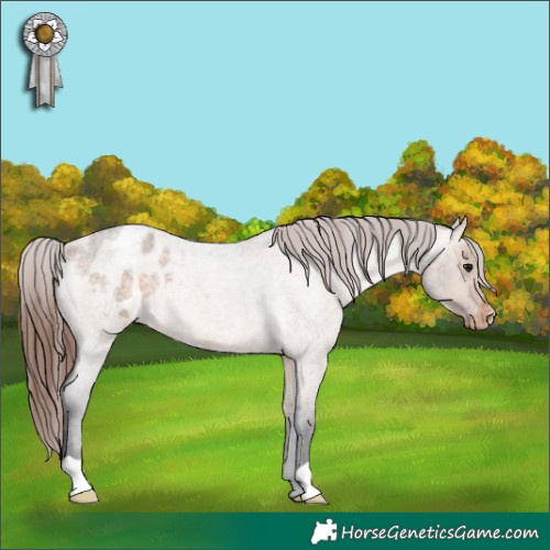 Horse Color:Bay Roan Dun Appaloosa 