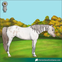 Horse Color:Bay Roan Dun Appaloosa 