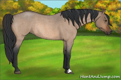 Horse Color:Brown Roan Dun Rabicano 