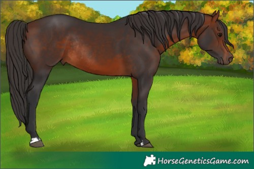 Horse Color:Bay Rabicano 