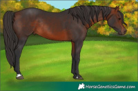 Horse Color:Bay Rabicano