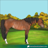 Horse Color:Bay Rabicano 