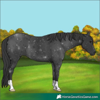 Horse Color:Black 