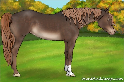 Horse Color:Liver Chestnut Appaloosa 