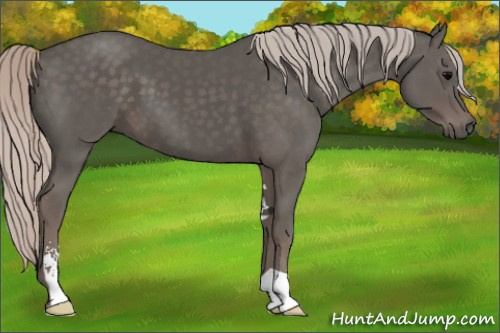 Horse Color:Silver Black Sabino 