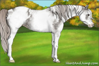Horse Color:White Spotted Silver Black Appaloosa 