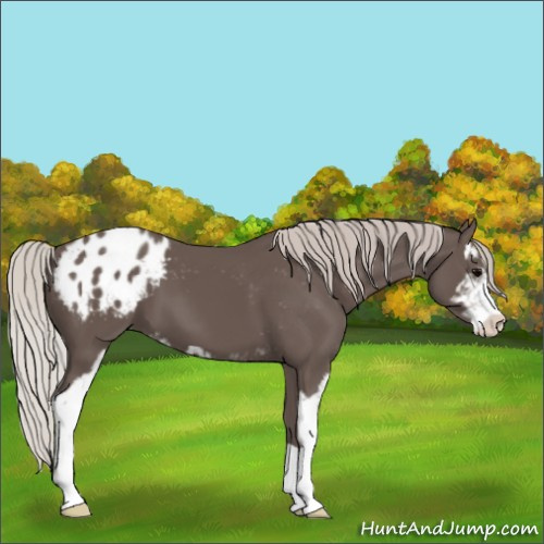 Horse Color:Silver Black Sabino Appaloosa 