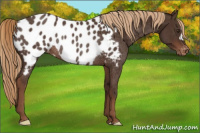 Horse Color:Liver Chestnut Appaloosa Rabicano 
