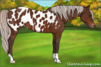 Horse Color:Silver Brown Appaloosa