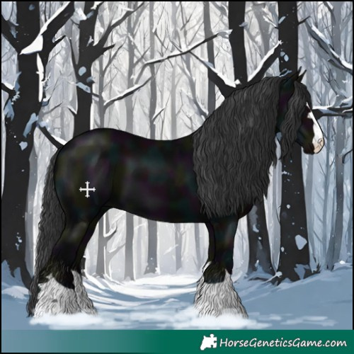 Horse Color:Midnight Black 