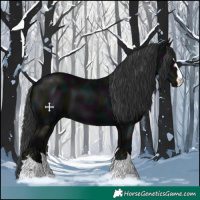 Horse Color:Midnight Black 
