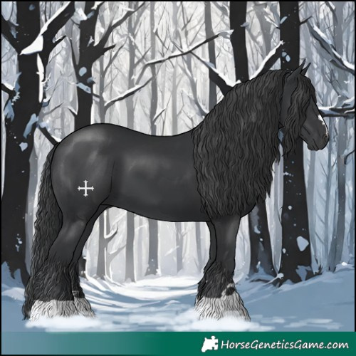 Horse Color:Black 