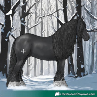 Horse Color:Black 