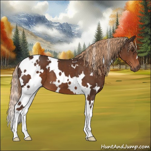 Horse Color:White Spotted Liver Chestnut 