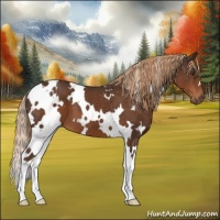 Horse Color:White Spotted Liver Chestnut 