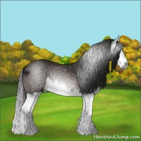 Horse Color:Gray Brown Splash 