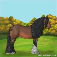 Horse Color:Bay Tobiano 