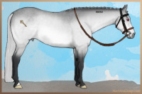 Horse Color:Silver Bay Chinchilla