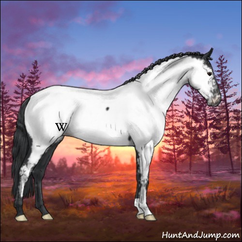 Horse Color:Black Near Fewspot 