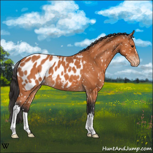 Horse Color:Bay Appaloosa 