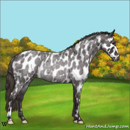 Horse Color:Smoky Blue Roan Appaloosa Rabicano 