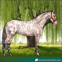 Horse Color:Bay Roan Appaloosa 