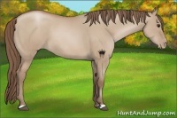 Horse Color:Grullo Pearl 