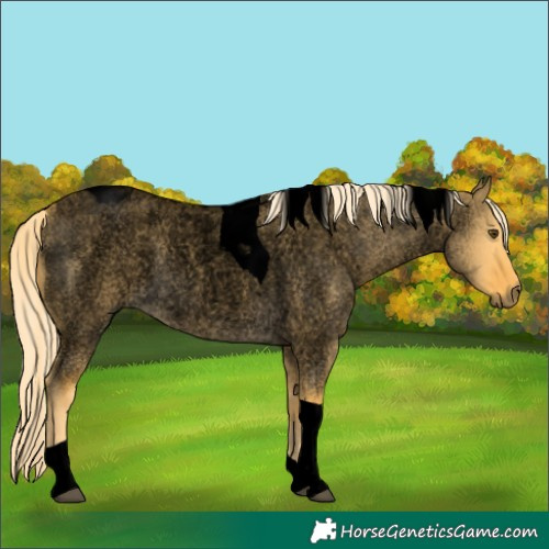 Horse Color:Void Palomino Roan Dun Tobiano Rabicano 