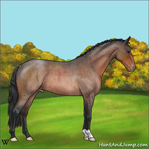 Horse Color:Bay Roan Appaloosa Rabicano 