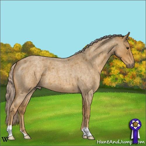 Horse Color:Palomino Roan 