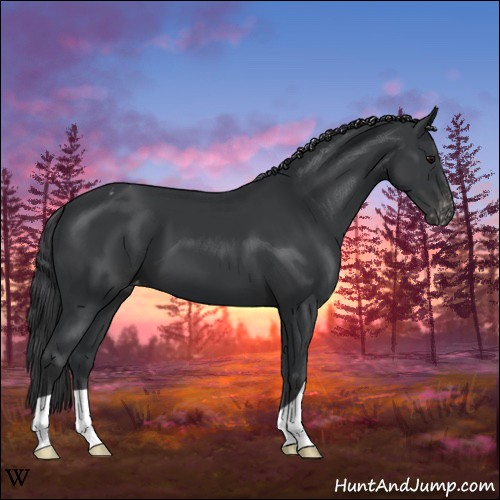 Horse Color:Black Appaloosa 