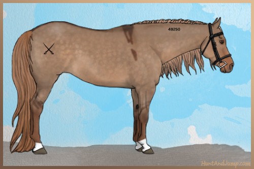 Horse Color:Liver Red Dun 