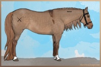 Horse Color:Liver Red Dun 