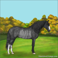 Horse Color:Black Rabicano