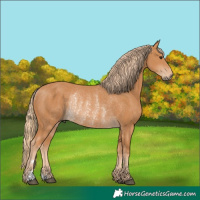 Horse Color:Chestnut Rabicano 