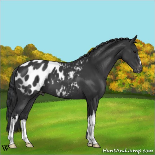 Horse Color:Black Appaloosa 