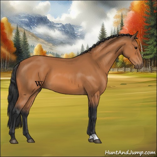 Horse Color:Bay 