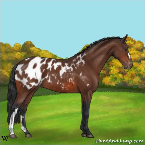 Horse Color:Brown Appaloosa 