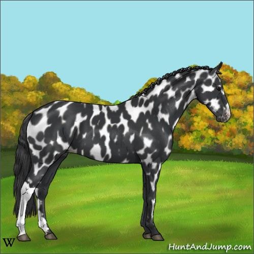 Horse Color:Black Appaloosa