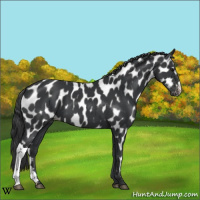 Horse Color:Black Appaloosa