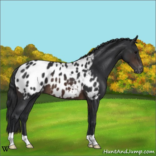 Horse Color:Brown Appaloosa