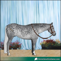 Horse Color:Silver Black Chinchilla 