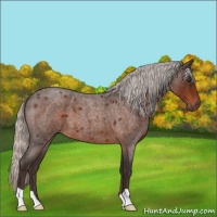 Horse Color:Silver Brown Roan 