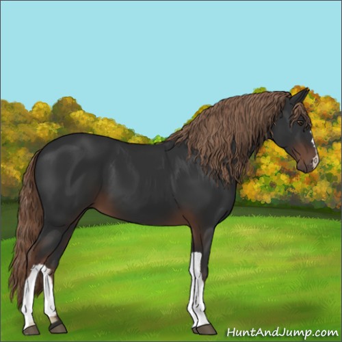 Horse Color:Liver Chestnut 