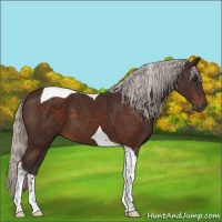 Horse Color:Silver Brown Tobiano 