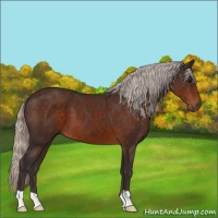 Horse Color:Silver Brown 